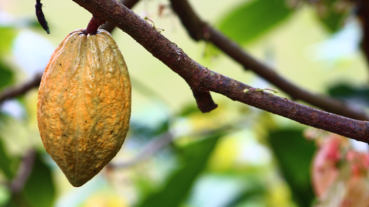 Cacao Nouvel Horizon – Côte d’Ivoire – Cacao