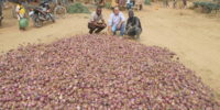 Récolte d'oignons dans la région de Solenzo (Burkina Faso)