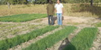 Récolte d'oignons dans la région de Solenzo (Burkina Faso)